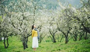 Du Lịch Mộc Châu - Mai Châu - Cầu Kính Bạch Long 2N1Đ